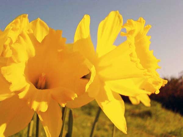 Nergis ( jonguils ) Narcissus