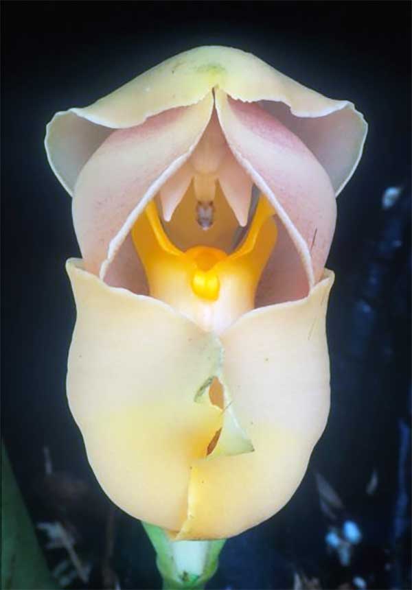 En güzel çiçek isimleri Bebek Çiçeği Bebek Orkide Anguloa Uniflora