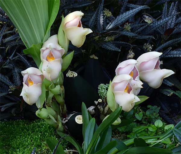 En güzel çiçek isimleri Bebek Çiçeği Bebek Orkide Anguloa Uniflora