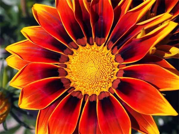 Gazania (Hazine çiçeği)