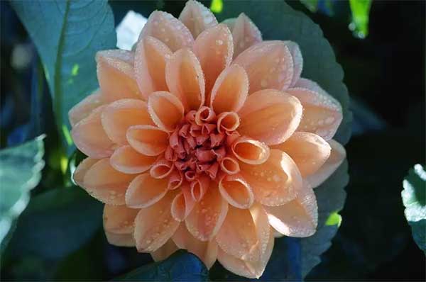 Dünyanın en güzel çiçeği - Yıldız Çiçeği (Dahlia)
