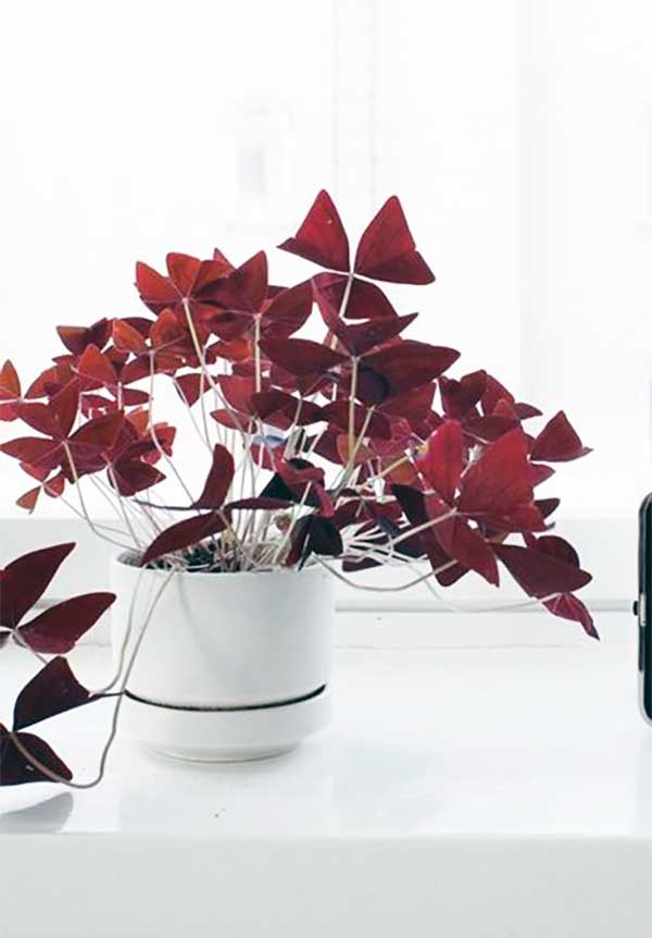 Ev Saksı Bitkileri - Oxalis triangularis