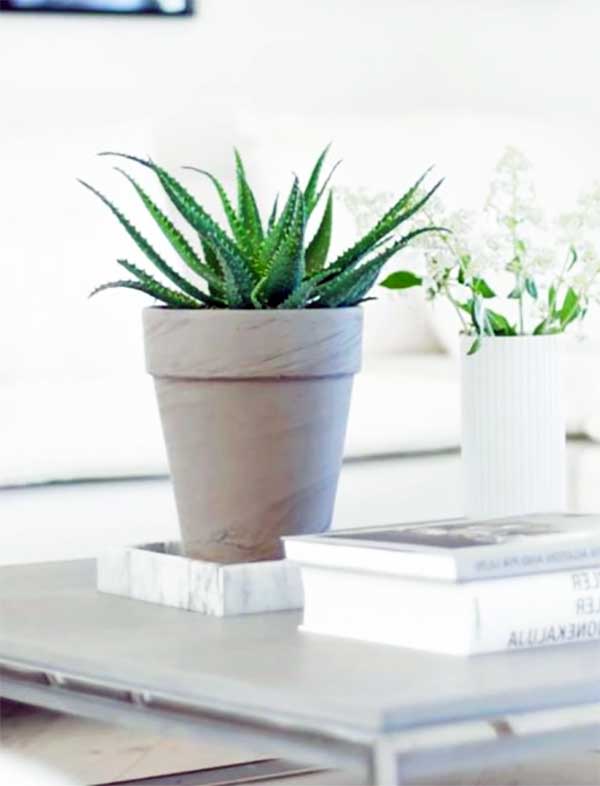 Ev Saksı Bitkileri - Aloe vera