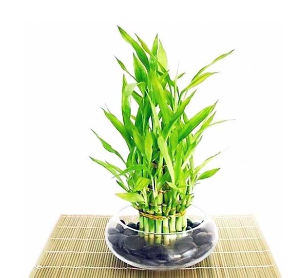 Şans bambusu, Dracaena sanderiana