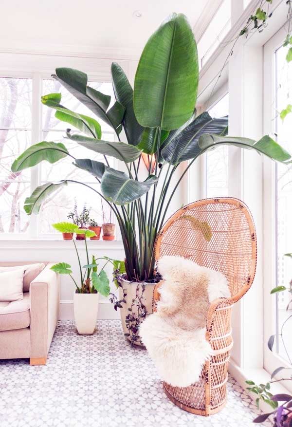 Strelitzia nicolai