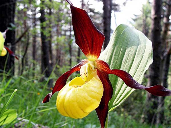 Bayan Terliği Orkide (Cypripedioideae calceolus)