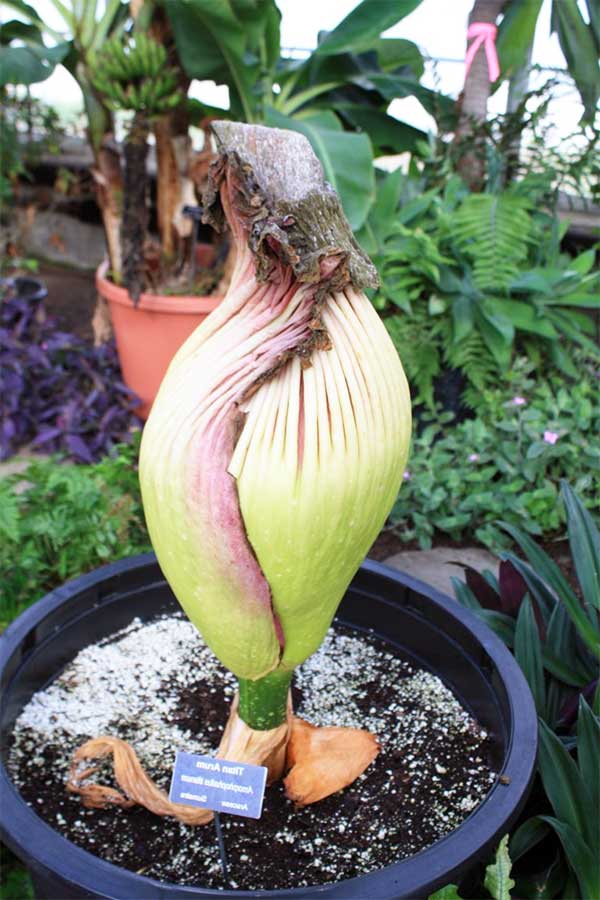 Dünyanın en ilginç çiçekleri Titan Arum (Amorphophuallus Titanum)