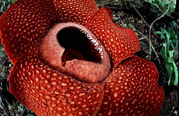 Cesse çiçeği (Rafflesia arnoldii)
