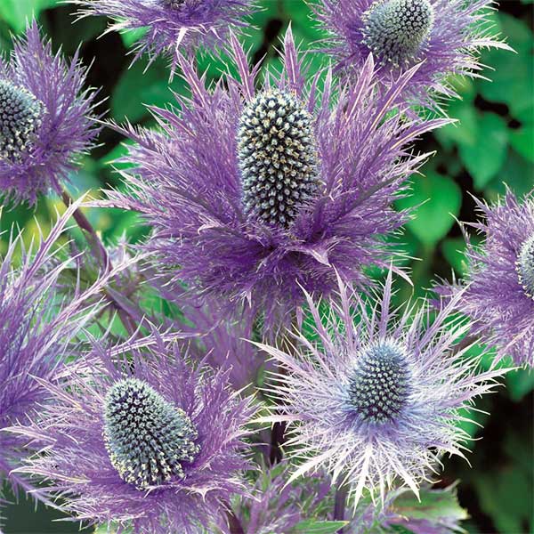 Deniz Holly - Deniz Boğadikeni (Eryngium Maritimum)