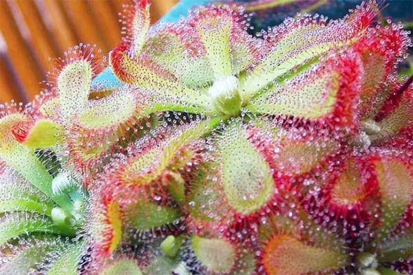 Yuvarlak Yapraklı Sundew (Drosera rotundifolia)