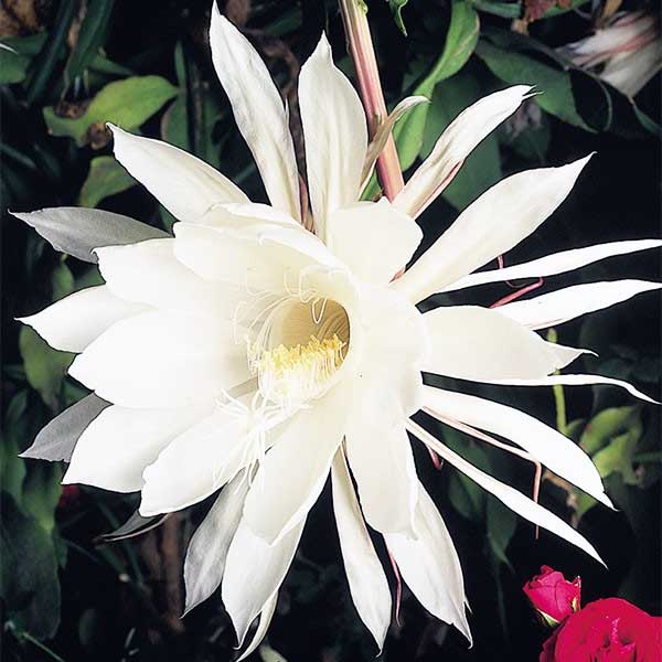 Gecenin Kraliçesi (Epiphyllum oxypetalum