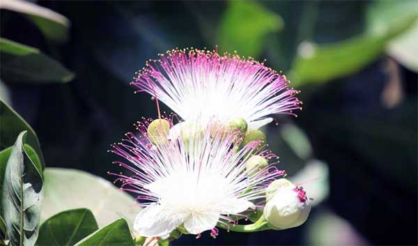 Dünyanın en ilginç çiçekleri Zehirli Deniz Ağacı Çiçeği (Barringtonia Asiatica)