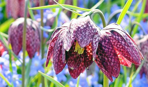 Yılan Başlı Fritillary