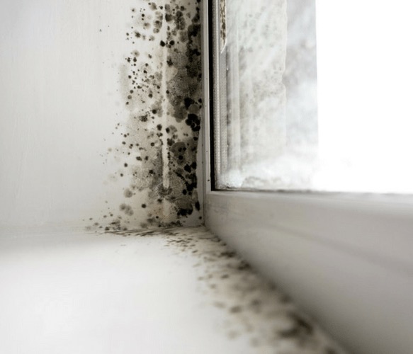 Siyah Küf Nedir Nasıl Temizlenir