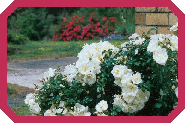 Bahçenizi Bahara Hazırlamanın Yolları