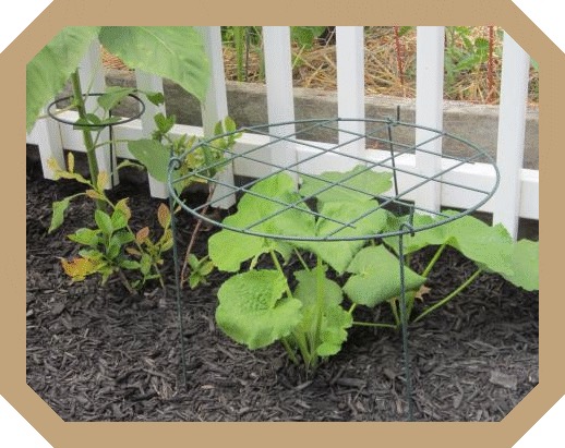 Gülhatmi, Rudbeckia laciniata, şakayık veya çok yıllık ebegümeci