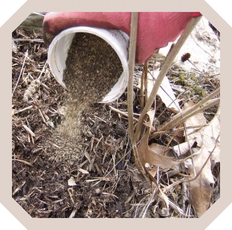 Büyümeye başlamadan bitkileri erken ilkbaharda besleyin.