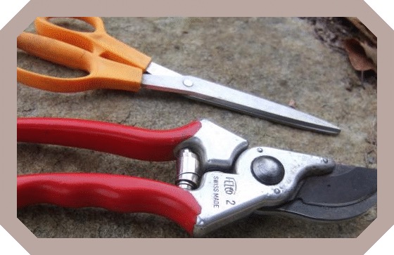 Makas veya el budayıcısı kullanarak hızlı bir kırpmayla geçen yılki büyümeden eskimiş dalları ve çok yıllık gövdeleri çıkarın.