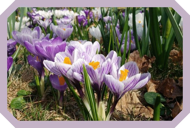 Bahçenizi Bahara Hazırlamanın Yolları